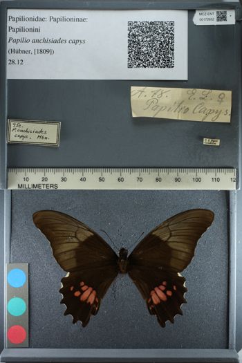 Media type: image;   Entomology 172652